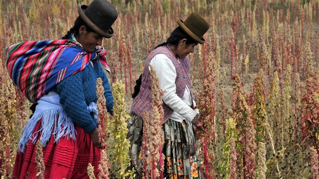 Mujeres aymaras en un sembradío de quinua en Bolivia.