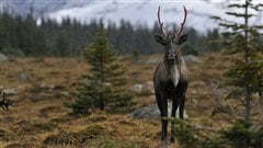 Un caribou des bois