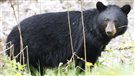 Un homme est attaqué par un ours, mais deux femmes effraient la bête