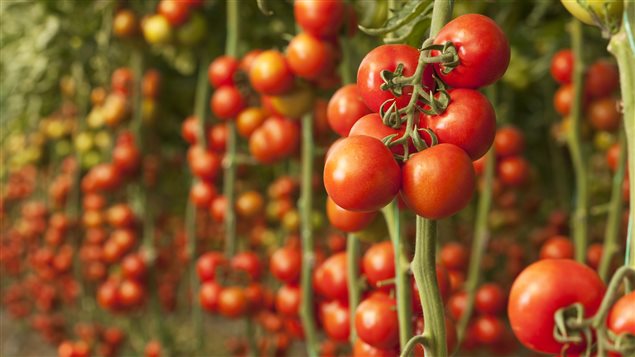 Des plants de tomates Des plants de tomates