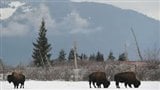 Des bisons dans le parc national de Banff en Alberta