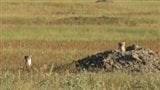 Des chiens de prairie dans le parc national de Grasslands en Saskatchewan
