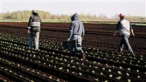 Faire 3800 km pour cultiver les terres de la Rive-Sud