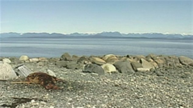 Four mutilated sea lion carcasses have been reported found on Vancouver Island beaches in the past few months. 