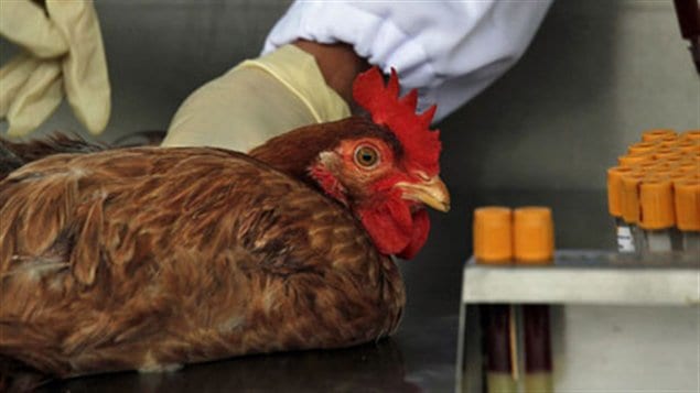 Officials from the Centre for Food Safety get a blood sample from a chicken imported from mainland China at a border checkpoint in Hong Kong. The new strain of bird flu appears to jump more easily to humans than the strain discovered a decade ago. 