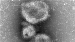 Le virus H7N9 
