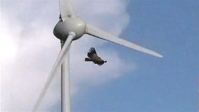 Extrait d'une vidéo montrant un vautour fauve sur le point d'être heurté par une pale d'éolienne en Crète.