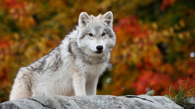 Le loup de l’est du Canada est souvent victime du piégeage, de la chasse et de la circulation routière. C’est un animal timide que les activités d’exploitation forestière et de loisirs peuvent facilement déranger. 