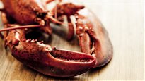 L'ABC du marché du homard