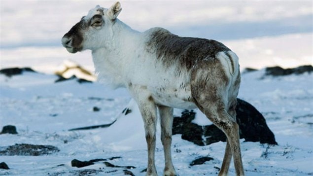 Un caribou de l'île Southampton au Nunavut