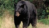 Ours noir