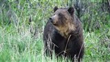 Ours grizzly