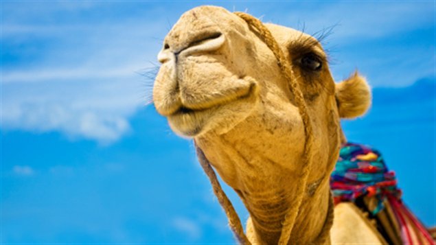 جمل أليف