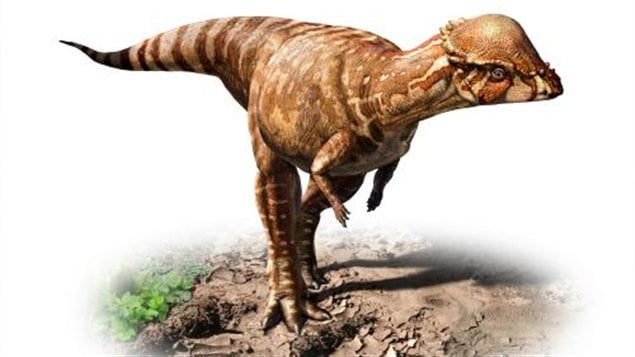 Nuevo dinosaurio, el Acrotholus Audeti, del tamaño de un perro, descubierto en Alberta.