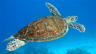 La tortue
