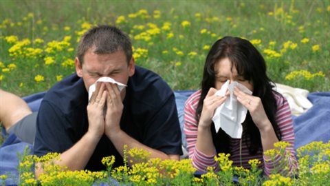allergies-printemps-pissenlits