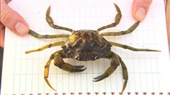 Le crabe vert, une des esp�ces envahissantes les plus nuisibles du monde, infeste les eaux c�ti�res canadiennes.