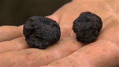 Les premi�res truffes noires du P�rigord...  de la Colombie-Britannique.