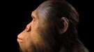 L'évolution de l'oreille humaine réinterprétée