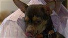 Un premier restaurant pour maîtres et chiens à Brossard