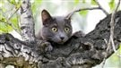 Un policier reste pris dans un arbre en voulant sauver un chat