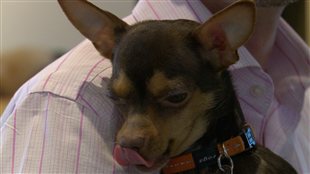 Un premier restaurant pour maîtres et chiens à Brossard