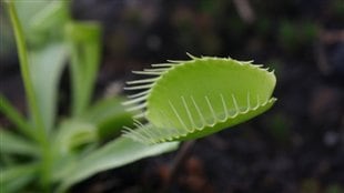 Les plantes carnivores