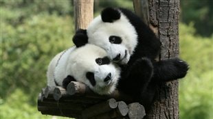 Résultat de recherche d'images pour "le panda"