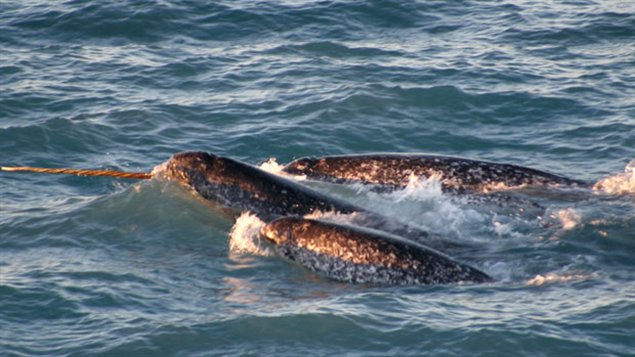 Des narvals, scène typique du nord de la Baie d'Hudson