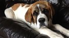 La GRC enquête après la mort d'un Saint-Bernard en Saskatchewan