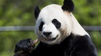 Les pandas attendent le public au Zoo de Toronto