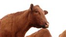Il y a 10 ans, la vache folle au Canada