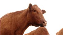 Il y a 10 ans, la vache folle au Canada