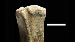 Des traces es de d�pe�age outill� sur un os d'antilope  vieux de deux millions d�ann�es.