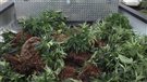 Une culture de cannabis mise au jour à Steinbach