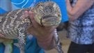Les animaux exotiques envahissent Saguenay