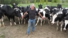 Des vaches heureuses de retour dans les champs