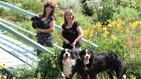 La zoothérapie avec des chiens d'assistance