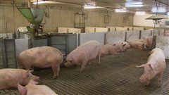 La relative libert� de mouvement des truies de cette maternit� constitue un progr�s pour le bien-�tre des animaux d'�levage.
