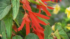 Begonia boliviensis (Santa Cruz Sunset), une des fleurs s�lectionn�es en 2013 par les amateurs et les professionnels inscrits au programme des Exceptionnelles.