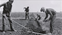 Le Programme des brise-vent des Prairies a �t� mis sur pied en 1901.