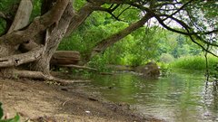 Les fortes mar�es d'eau douce sont une caract�ristique d�terminante de l'�cosyst�me form� par les battures de Saint-Augustin-de-Desmaures.