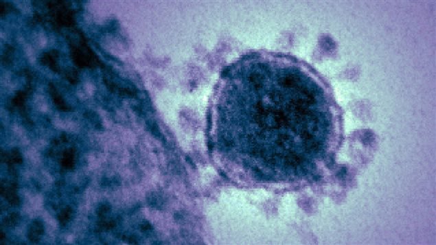 Une image du coronavirus.  