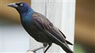 Les couches jetables des oiseaux