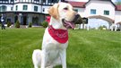 Une chienne ambassadrice au Fairmont d'Edmonton