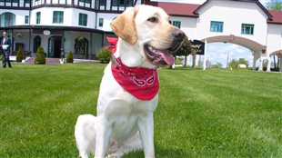 Une chienne ambassadrice au Fairmont d'Edmonton