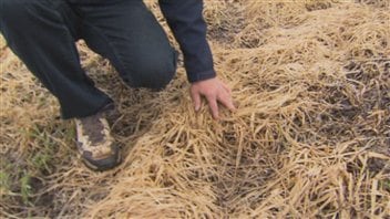 Un agriculteur montre les dégâts causés dans son champ par le gel