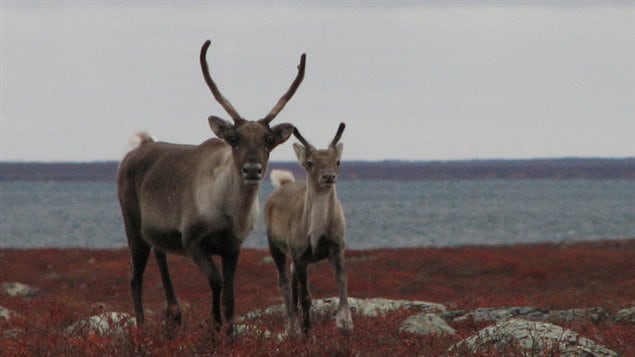 Femelle caribou et son faon dans le nord du Canada