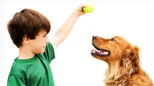Votre programme d'entraînement canin
