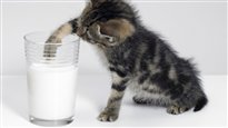 Le goût du lait change-t-il?